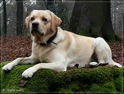 Joyful Lab's Crazy Boy