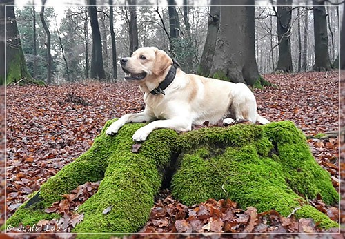 Joyful Lab's Crazy Boy