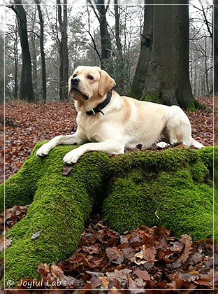 Joyful Lab's Crazy Boy