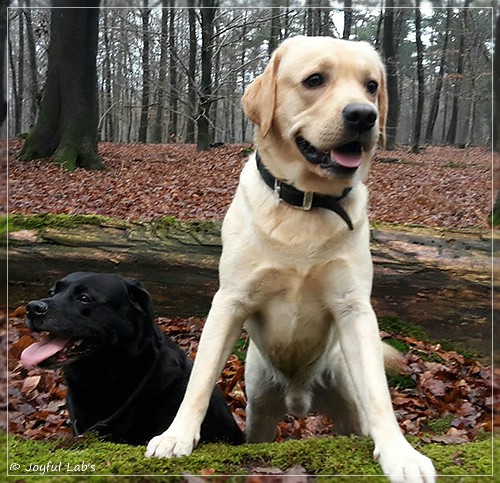 Joyful Lab's Crazy Boy