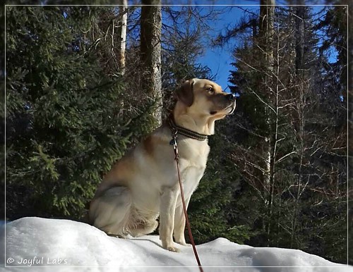 Joyful Lab's Carry Back Boy