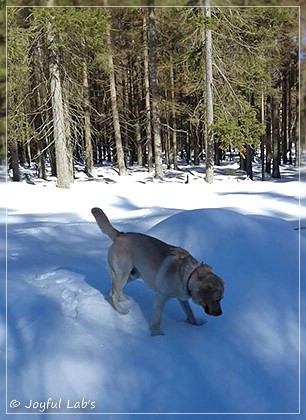 Joyful Lab's Carry Back Boy