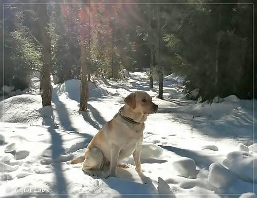 Joyful Lab's Carry Back Boy