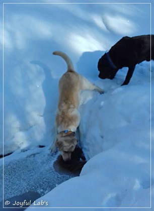 Joyful Lab's Carry Back Boy