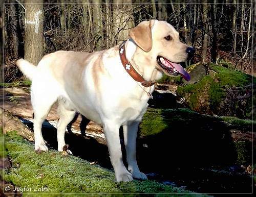 Joyful Lab's Carry Back Boy