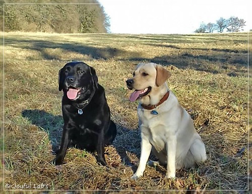 Joyful Lab's Carry Back Boy