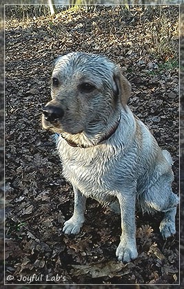 Joyful Lab's Carry Back Boy