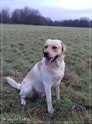 Joyful Lab's Carry Back Boy