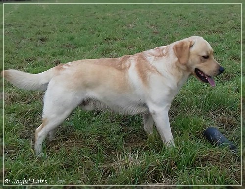 Joyful Lab's Carry Back Boy