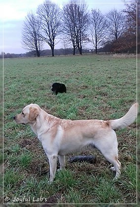 Joyful Lab's Carry Back Boy