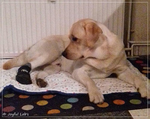 Joyful Lab's Carry Back Boy