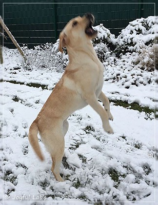 Joyful Lab's Cheeky Girl