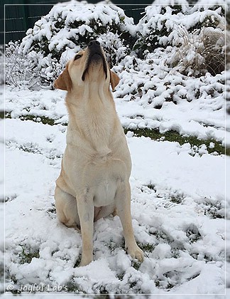 Joyful Lab's Cheeky Girl