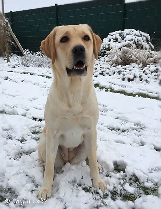 Joyful Lab's Cheeky Girl