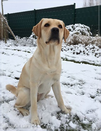 Joyful Lab's Cheeky Girl