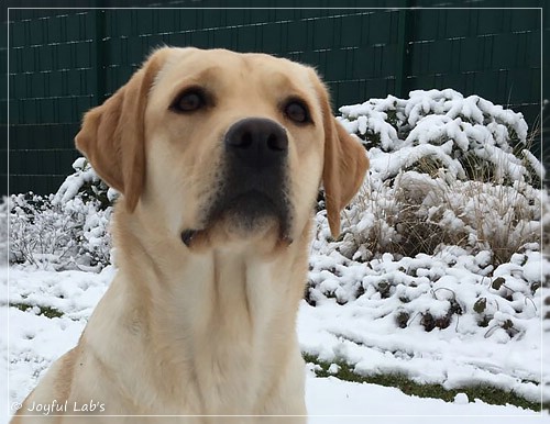 Joyful Lab's Cheeky Girl