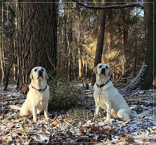 Joyful Lab's Bright Girl