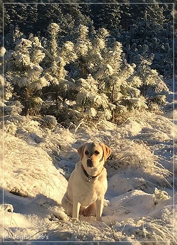 Joyful Lab's Bright Girl