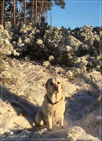 Joyful Lab's Bright Girl