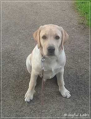 Joyful Lab's Crazy Boy