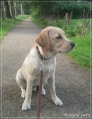 Joyful Lab's Crazy Boy