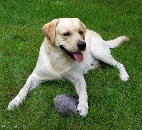 Joyful Lab's Crazy Boy