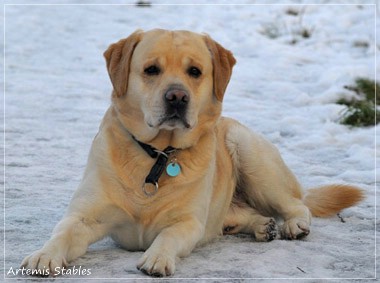 Gadget - Rocheby Frosted Jack