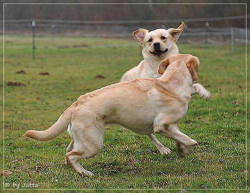 Joyful Lab's C-Wurf - Carla & Greta