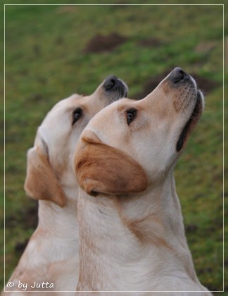 Joyful Lab's C-Wurf - Carla & Greta