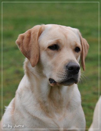 Joyful Lab's Cheeky Girl