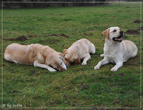 Joyful Lab's C-Wurf - Carla & Greta