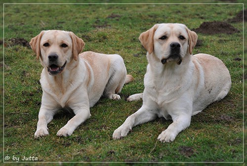 Joyful Lab's C-Wurf - Carla & Greta