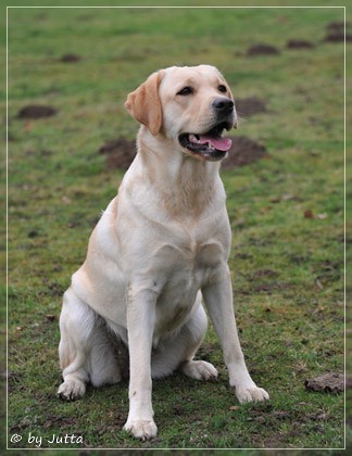 Joyful Lab's Cheeky Girl