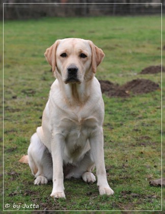 Joyful Lab's Cheeky Girl