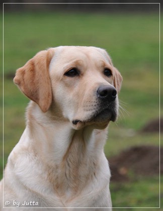 Joyful Lab's Cheeky Girl