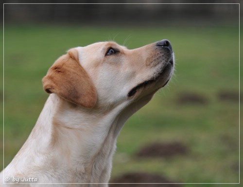 Joyful Lab's Cheeky Girl