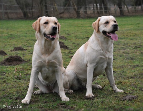 Joyful Lab's C-Wurf - Carla & Greta