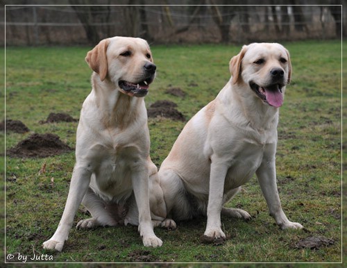 Joyful Lab's C-Wurf - Carla & Greta