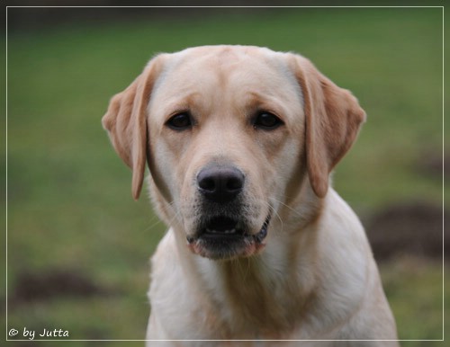 Joyful Lab's Cheeky Girl