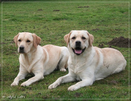 Joyful Lab's C-Wurf - Carla & Greta