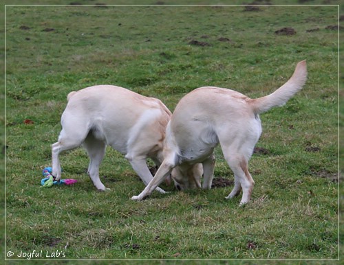 Joyful Lab's C-Wurf - Carla & Greta