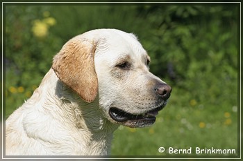 Brinkmann Tierfoto