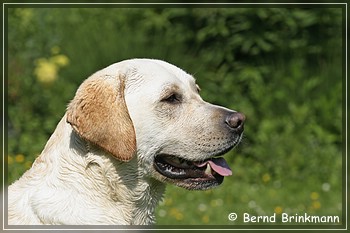 Brinkmann Tierfoto