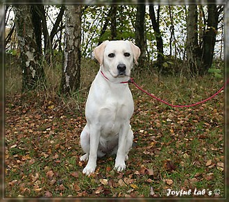 Joyful Lab's Bubbly Girl