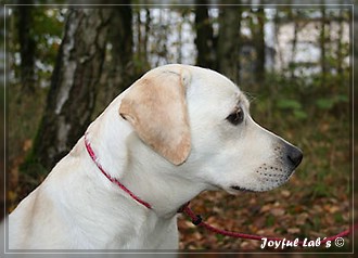 Joyful Lab's Bubbly Girl