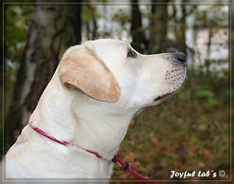 Joyful Lab's Bubbly Girl