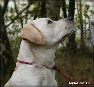 Joyful Lab's Bubbly Girl