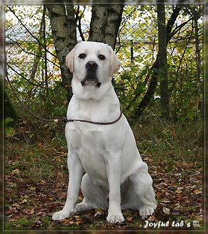 Joyful Lab's Bombastic Boy