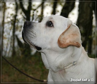 Joyful Lab's Bombastic Boy