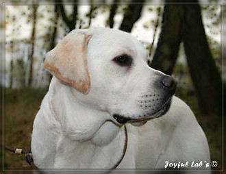 Joyful Lab's Bombastic Boy